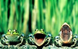Frog Tapety Album