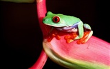 Frog Wallpapers Album #9