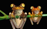 Frog Bilder Album #16