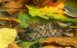 Snake Wallpapers Album #1