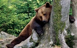 Bear Bilder Album
