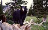 Bear Bilder Album #3