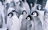 Fotografie Tapety Penguin zvířat