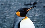 动物写真壁纸之企鹅16