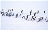 动物写真壁纸之企鹅18