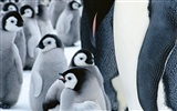 动物写真壁纸之企鹅20