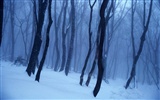 HD обои прохладном сцены снега зимой #11