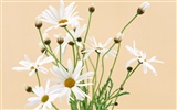Blanche-Neige fond d'écran fleurs #2