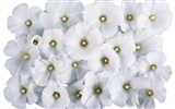 Snow-bílé květy tapeta #4