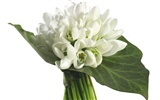 Blancanieves flores papel tapiz #7