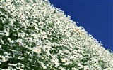 Snow-white flowers wallpaper #9
