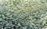 Snow-bílé květy tapeta #10