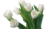 Blancanieves flores papel tapiz #12