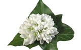 Snow-bílé květy tapeta #15
