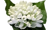 Blancanieves flores papel tapiz #16