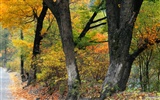 森林裡的秋天壁紙 #2