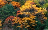 Le papier peint forêt en automne #17238