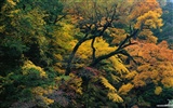 Le papier peint forêt en automne #15
