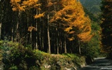 Le papier peint forêt en automne #17