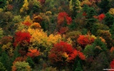 秋の森の壁紙 #21