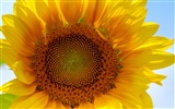Sunny sunflower photo HD Wallpapers #2