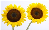 Sunny sunflower photo HD Wallpapers #4