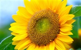 Sunny slunečnice foto HD Tapety na plochu #5