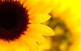 Sunny Sonnenblume Foto HD Wallpapers #17893