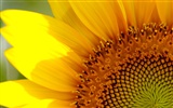 Sunny slunečnice foto HD Tapety na plochu #10