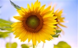 Sunny sunflower photo HD Wallpapers #12