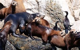 Los animales de las fotos Fondos de Lobos Marinos #14