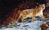 Apple Snow Leopard standardní wallpaper plné #1