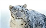 Apple Snow Leopard standardní wallpaper plné #21
