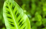 Fond d'écran plantes à feuilles vert #1