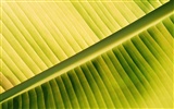Fond d'écran plantes à feuilles vert #2