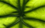 Fond d'écran plantes à feuilles vert #3