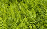 Fond d'écran plantes à feuilles vert #9