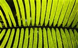 Fond d'écran plantes à feuilles vert #15