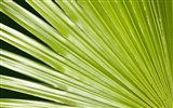 Fond d'écran plantes à feuilles vert #18