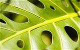 Fond d'écran plantes à feuilles vert #19