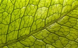 Fond d'écran plantes à feuilles vert #20