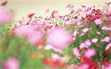 清新风格花卉摄影壁纸4