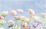 清新风格花卉摄影壁纸31