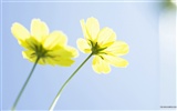 Fresh style Flowers Wallpapers #34