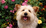 Wallpapers of pet dogs photo #2
