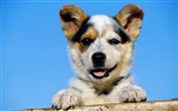 Wallpapers of pet dogs photo #3