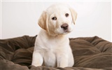 HD papel tapiz lindo perro #6