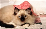 HD fotografía de fondo lindo gatito #2