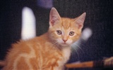 HD fotografía de fondo lindo gatito #10