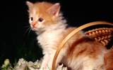 HD Wallpaper cute cat Foto #13